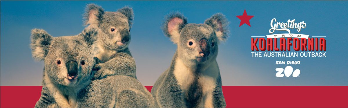 Outdoor ad with three koalas against a blue sky, red star, and the text 'Greetings from Koalifornia — The Australian Outback' along with 'San Diego'. | Jerad Schutt | Nashville Marketing Consultant | Fractional CMO | Jerad Schutt | Nashville Marketing Consultant | Fractional CMO