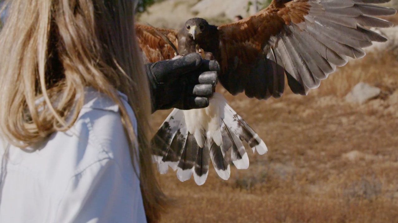 Falconer wearing a glove releasing a hawk mid-flight, wings spread in a dry outdoor setting. | Jerad Schutt | Nashville Marketing Consultant | Fractional CMO | Jerad Schutt | Nashville Marketing Consultant | Fractional CMO