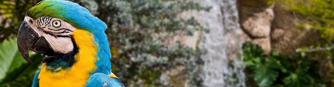 Blue macaw in a tropical environment | Jerad Schutt | Nashville Marketing Consultant | Fractional CMO | Jerad Schutt | Nashville Marketing Consultant | Fractional CMO