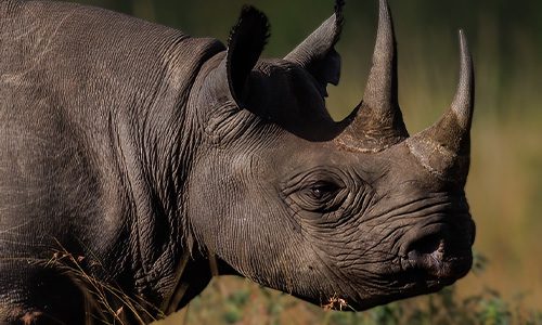 Close-up of a rhinoceros in a grassy savanna, showing its horn and rough, folded skin in profile. | Jerad Schutt | Nashville Marketing Consultant | Fractional CMO | Jerad Schutt | Nashville Marketing Consultant | Fractional CMO